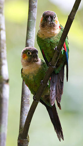 White-breasted parakeet